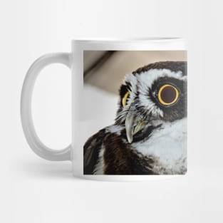 Spectacle Owl Mug